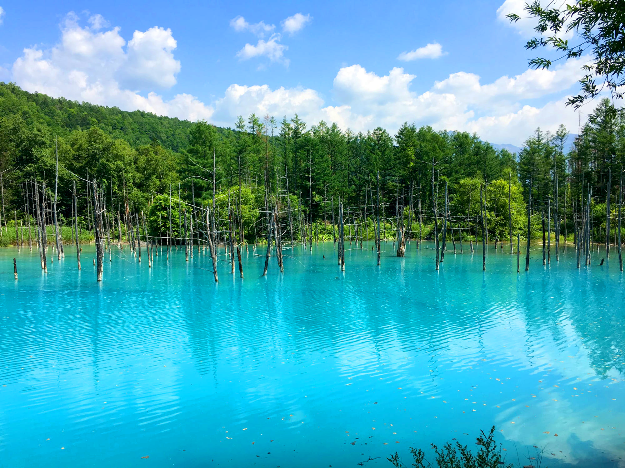 Colourful & Tasty Summer Hokkaido Japan Tours with Kintetsu