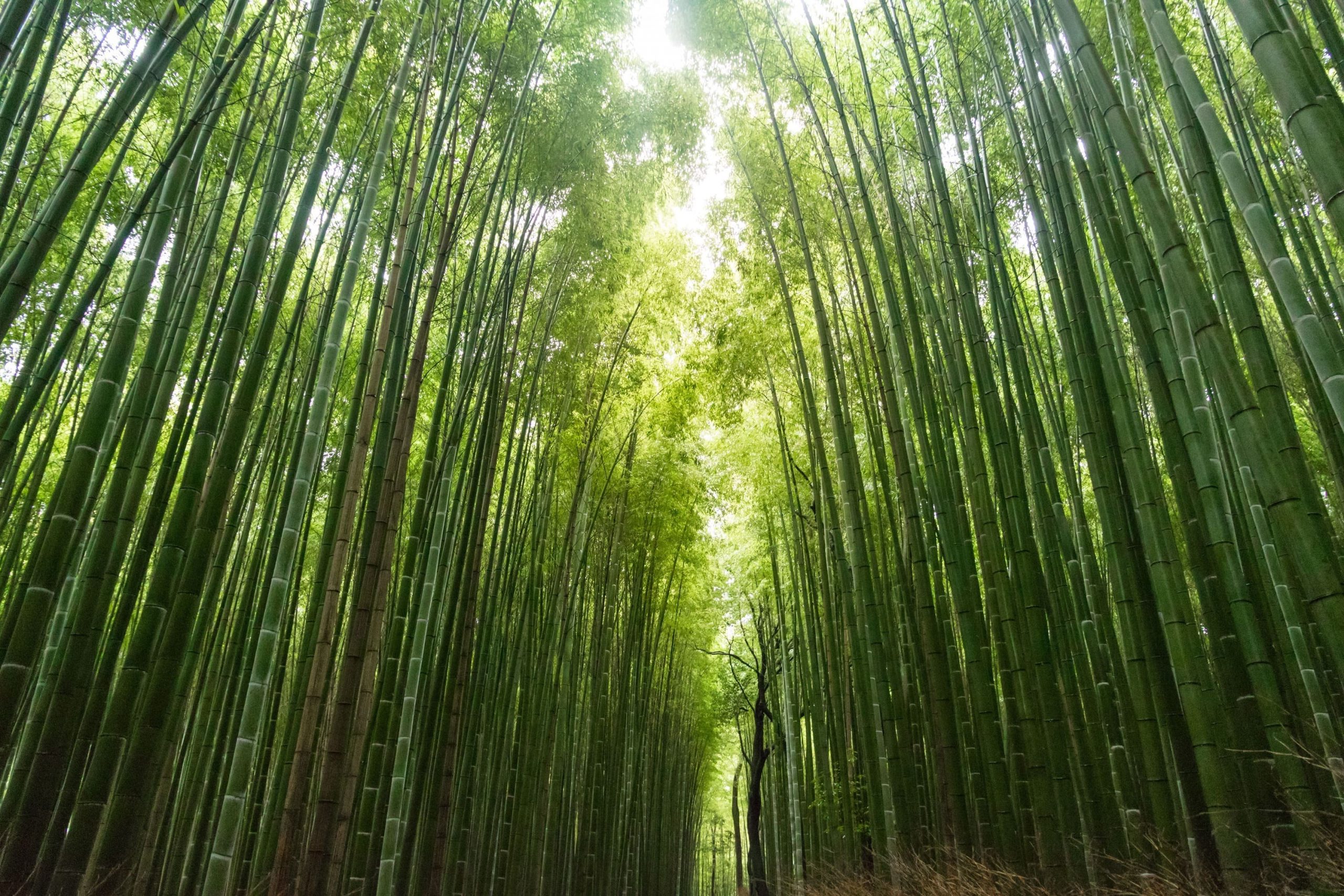 Bamboo Forest in Kyoto | Japan Tours with Kintetsu