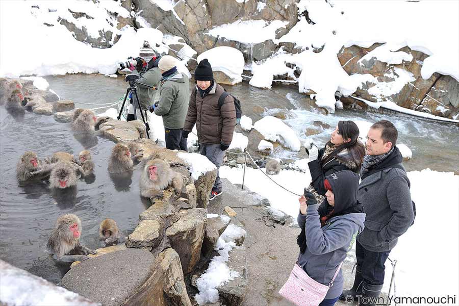 Get up close with the snow monkeys in Nagano prefecture!