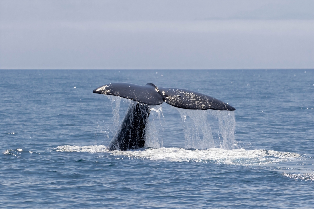 Wildlife watching cruise in Shiretoko, Hokkaido