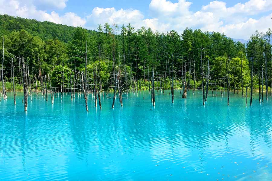 The picturesque Blue Pond💦 in Biei, Hokkaido